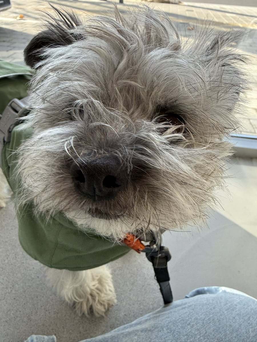 연근이가 얼마 전 심장병 진단을 받았어요.
선천적인 심장 판막 기형인 것 같다고.. 이건 나아질 수가 없고 그저 잘 관리해주면서 나빠지지 않길 바라는 수밖에 없는데 나중가면 폐수종이 올 수도 있고.. 뭐 그렇대요
4살밖에 안 된 내 강아지에게 이 세상이 너무 가혹한 것 같아서 많이 울었어요