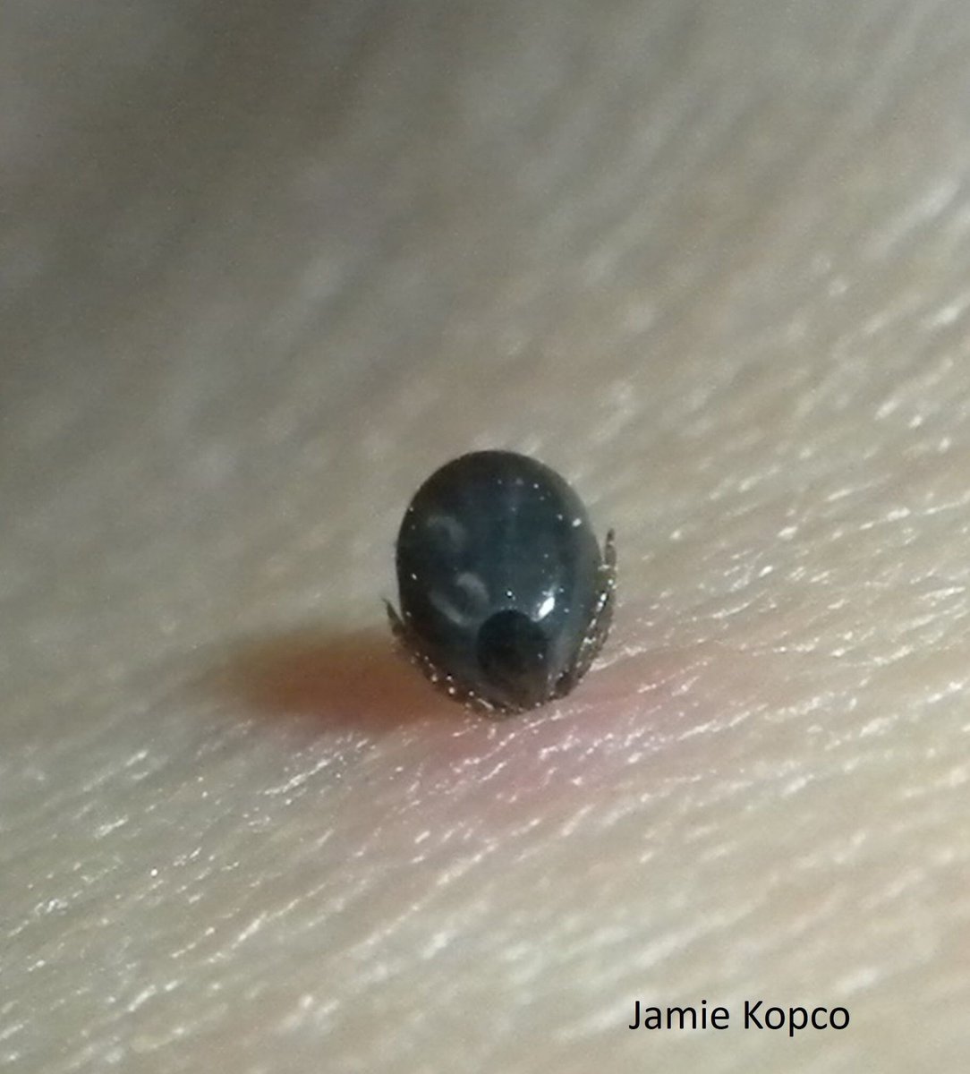 Penn State Pesticide tweet media