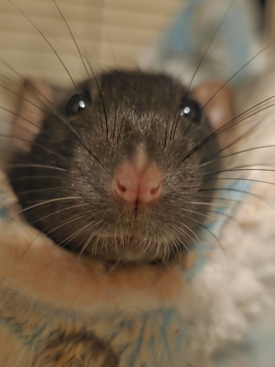 KolibriVT's tweet image. We interrupt your doomscrolling to wish you a good morning from Pepper