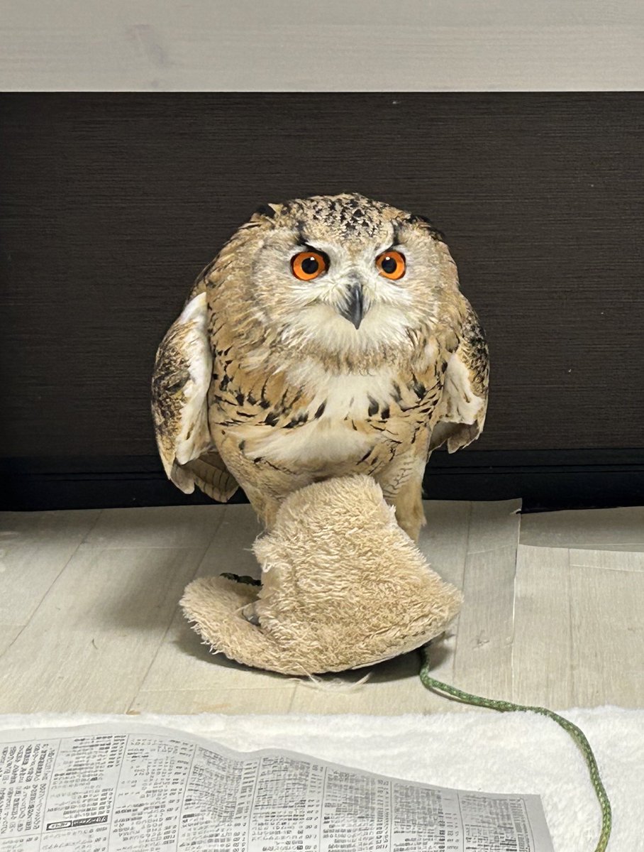 ひいらぎ (@irtbii) on Twitter photo 