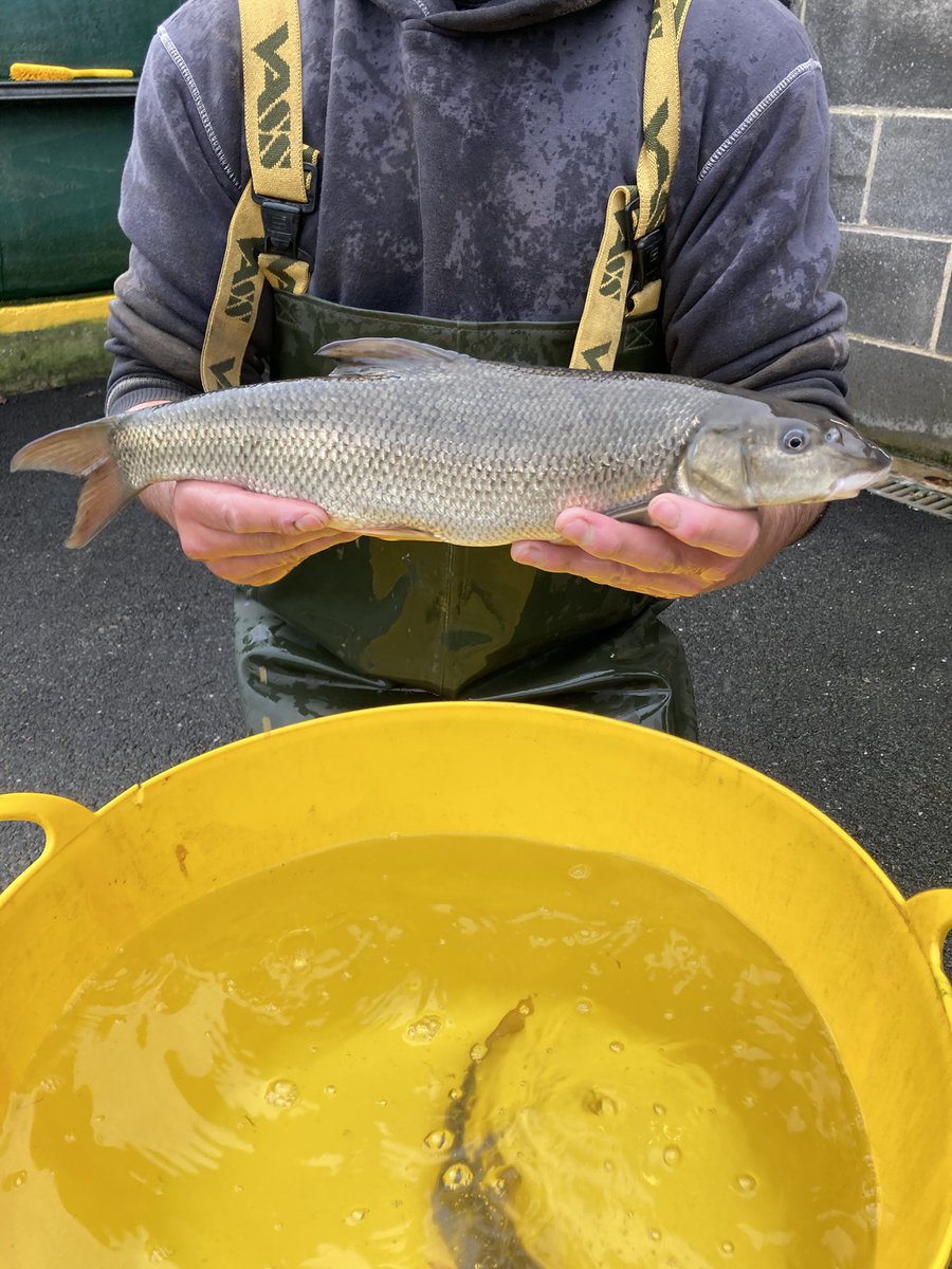Calverton Fish Farm tweet media