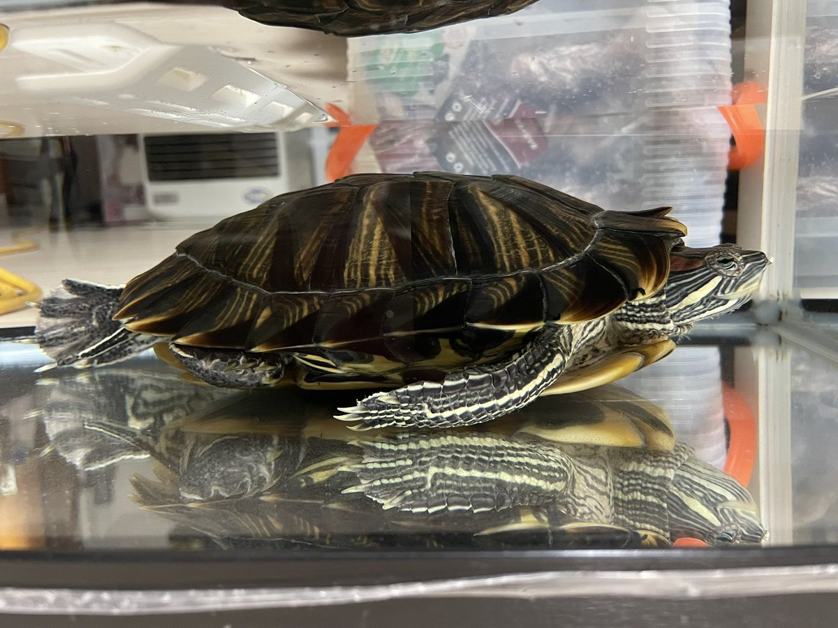 ただいま〜😊🐢🐢🐢🎶 朝のちびちゃん→今のちびちゃん