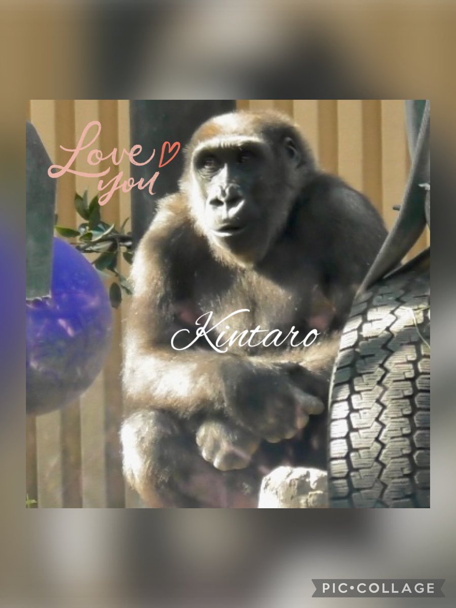 ゴリラページ mqdefault.jpg