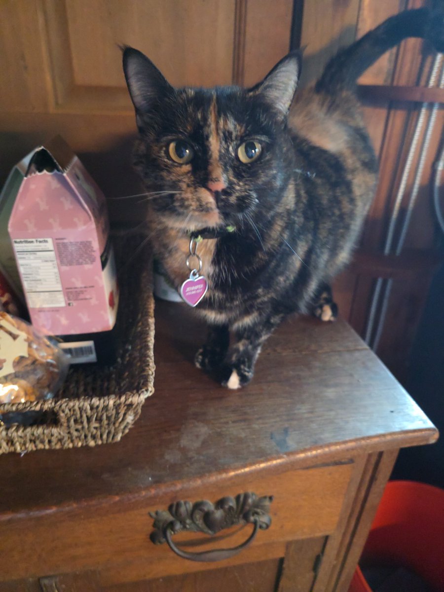 oxfordlarry's tweet photo. @catturd2 Sophie, our busy bouncy Tortitude baby https://t.co/2EYftnR3rf