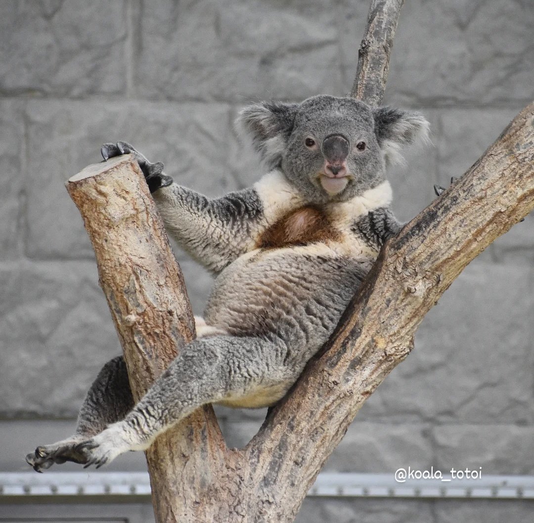 koala_totoi (@koala_totoi) / Posts / X