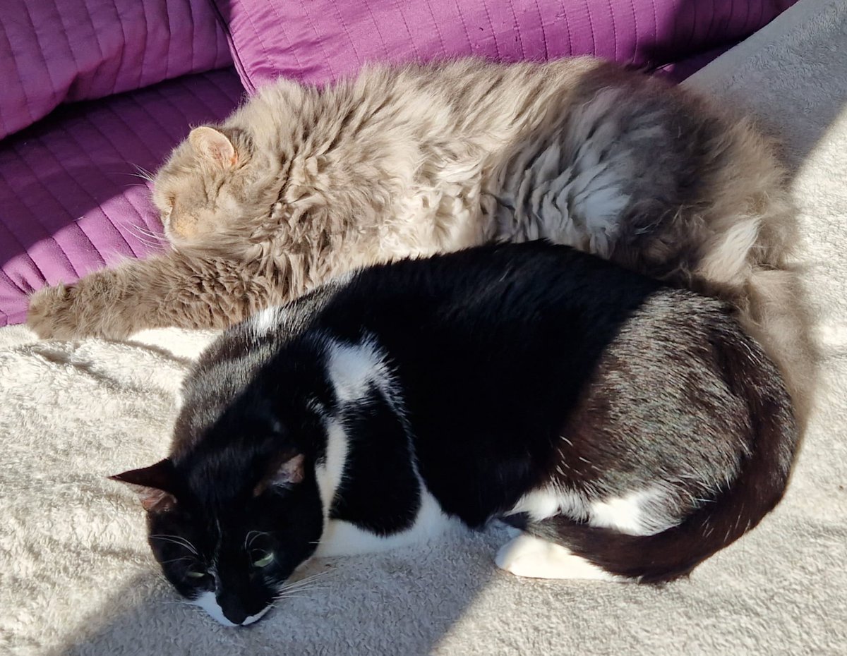 Felinos_Gabias's tweet photo. ♥️ #LLUVIA, #FORTU Y #FIRU EN #ADOPCIÓN 😻♥️ #granada https://t.co/U54h835ZbP
