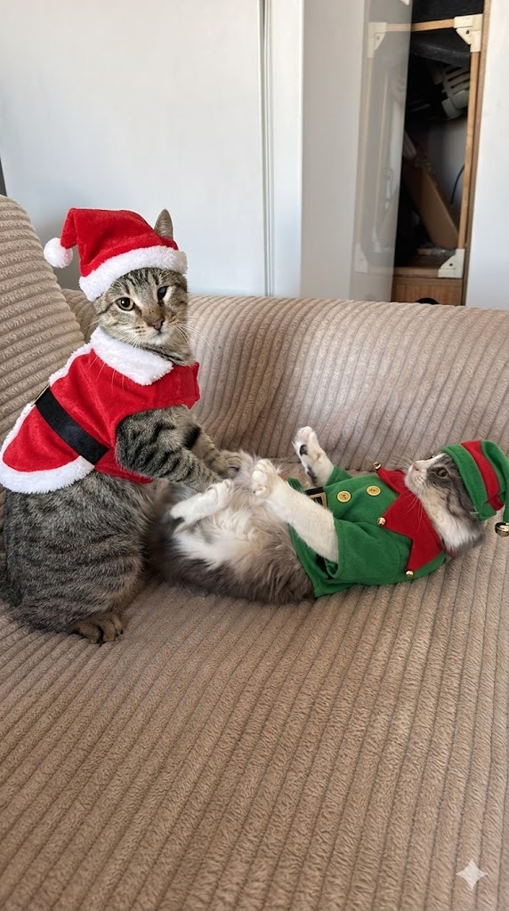 Yuva bulmak için daha napsınlar aaaa