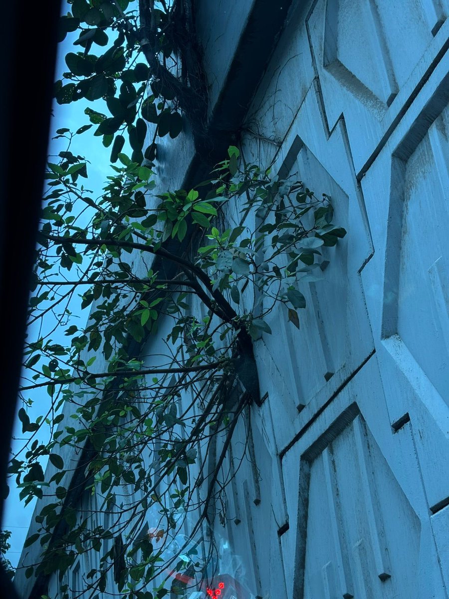 HorizonCHS's tweet photo. @mybmc This is to Sp request to U that many big Pipal &amp; Banayan trees that has overgrown on  both the side walls of Thakur Road Flyover bridge in the  Western Expressway  due to heavy rain &amp; soon will develop big cracks in its walls. This FOB just comes next to Magathane FOB. https://t.co/ZBggSziWi1