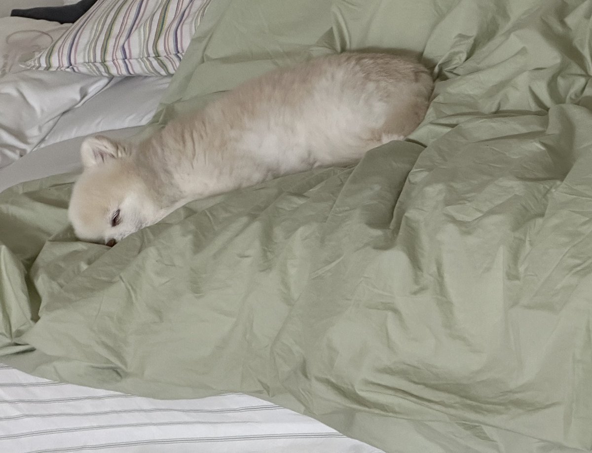 누가 감자떡 흘리고 갔나요