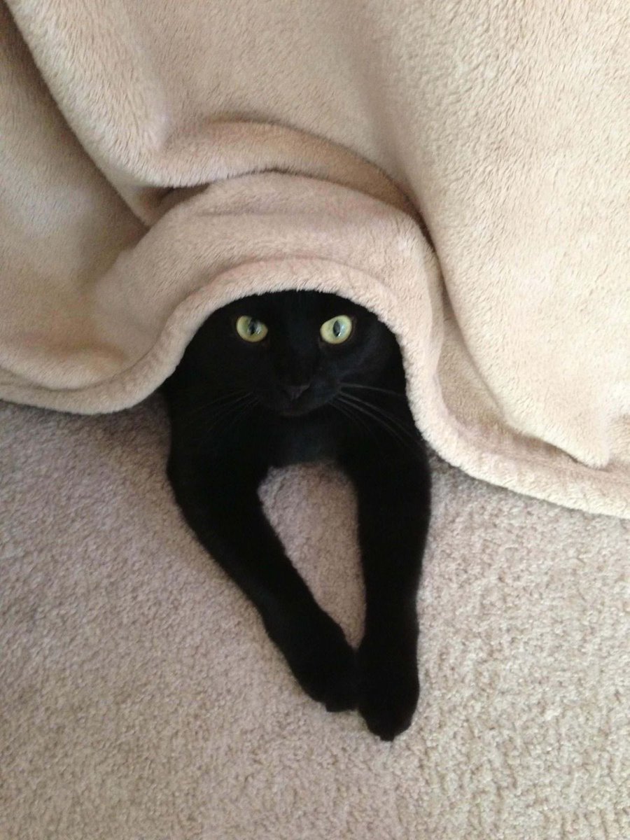 blackscats's tweet photo. https://t.co/lz7tdhmhgV