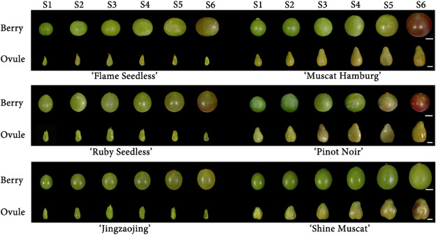PPhenomics's tweet photo. New research shows pericarp puncture hardness (PPH) predicts optimal sampling time for seedless grape embryo rescue. Models using PPH increased embryo development by 15% and plantlet rate by 14%. #GrapeBreeding
Details: https://t.co/eq0qJloZ5d https://t.co/7qQyW0n16e