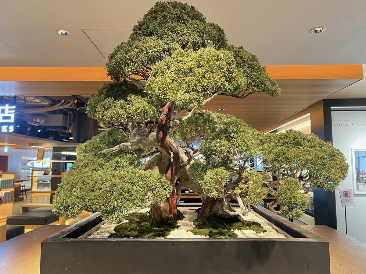 販売中／ 【盆栽】真柏 (シンパク) 樹齢約200年 chinese juniper #銀座