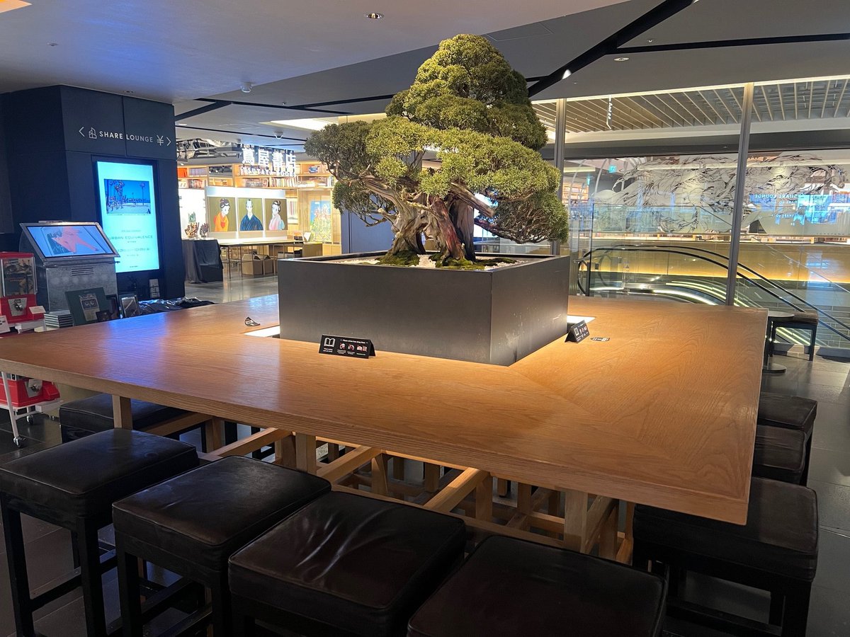 GT_jpculture's tweet photo. \販売中/
【盆栽】真柏 (シンパク) 樹齢約200年
chinese juniper
#銀座蔦屋書店 #銀座 #蔦屋書店 #ギンザシックス #盆栽 #真柏 #冬 #舎利 #捻転 #枝葉 #アート #白砂 #Ginza #GinzaSix #Bonsai #Chinesejuniper #Winter #Shari #Twisting #Art #WhiteSand https://t.co/YnYJR3kC4X