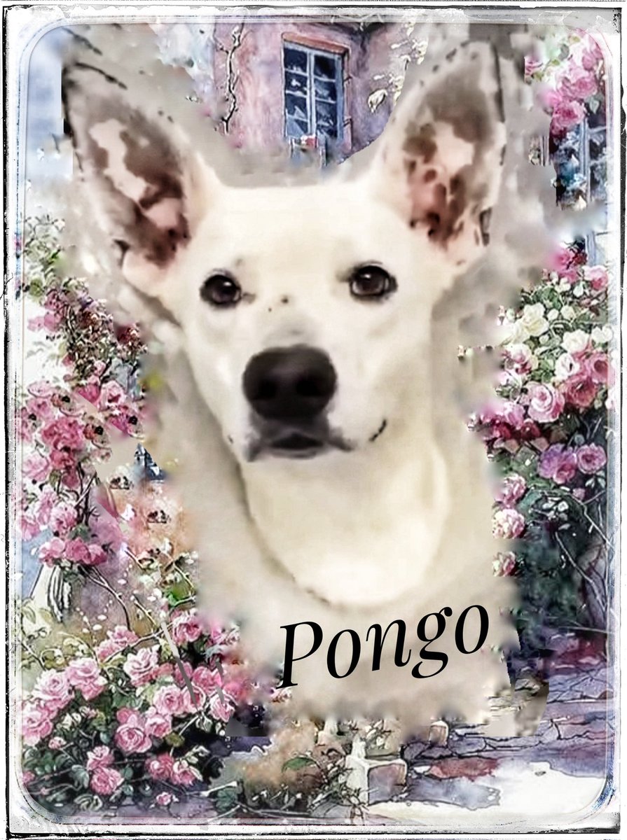 rothfarms's tweet photo. #SavePongo #A644747 Waits and Waits and WAITS. Where is his HERO? ๐ https://t.co/6WEQFB52oC
