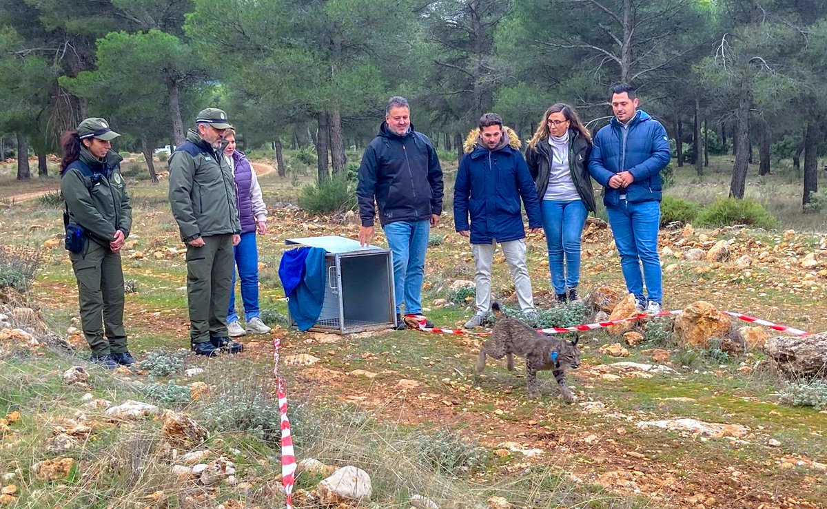 😺La Junta refuerza el papel de Sierra Arana, en Granada, en la recuperación del lince ibérico.

Con ‘Vuisín’, son ya 31 los linces ibéricos reintroducidos en este enclave desde 2022, que recupera su presencia tras más de cuatro décadas ausente.

🔗opgob.es/juqhj