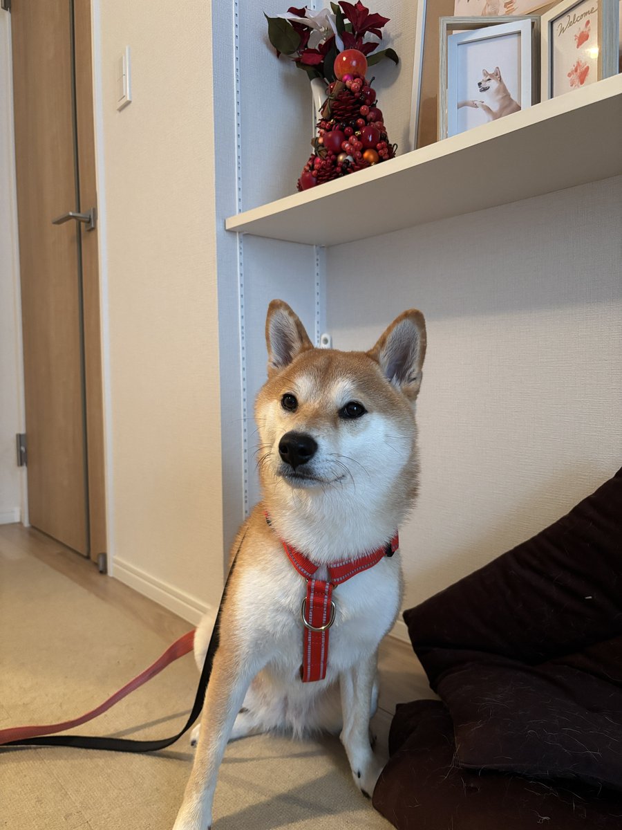 名犬もなかまる (@meikenmonaka0) / Posts / X