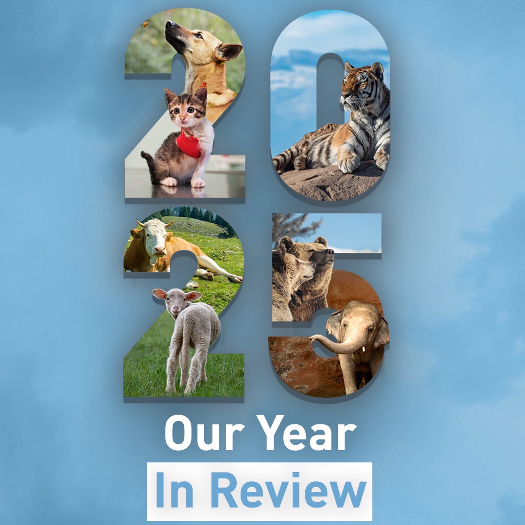 FOUR PAWS International tweet media