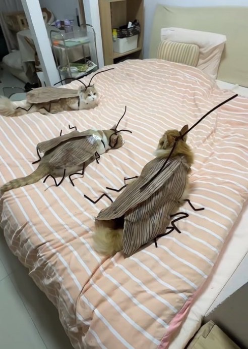家の猫たちをコスプレさせたら旦那が悲鳴あげた
