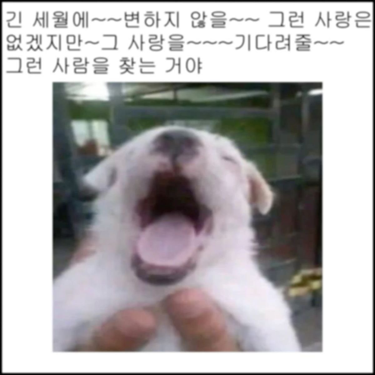 동물 짤 모으는 사람 tweet media