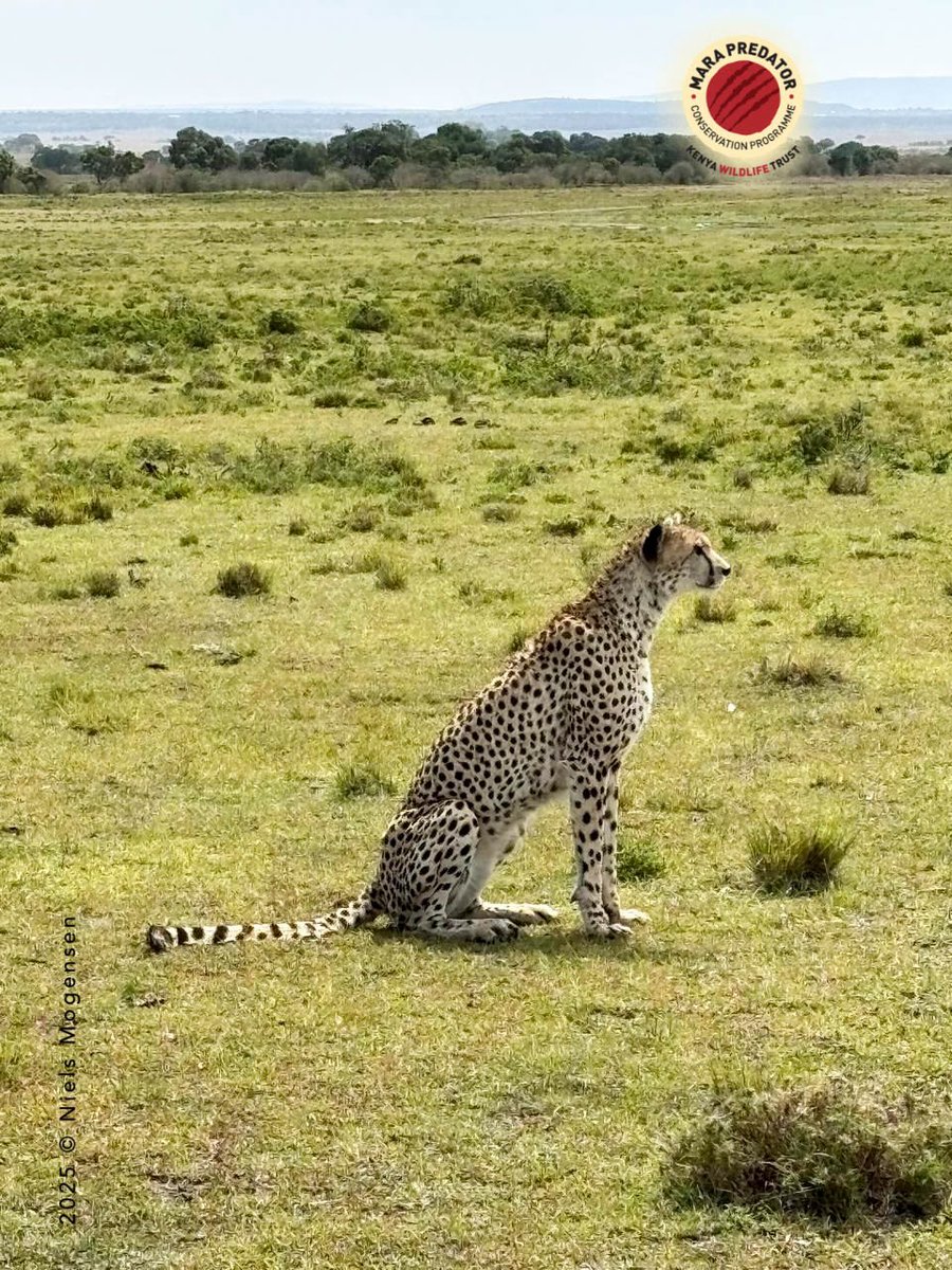 Mara Predator Conservation Programme tweet media