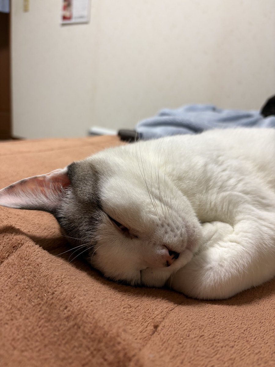 猫好きさんと繋がりたい 可愛い寝顔でしょう🤗 もう、これ見るだけで 猫好きさんと繋がりたい 可愛い寝顔でしょう🤗 もう、これ見るだけで