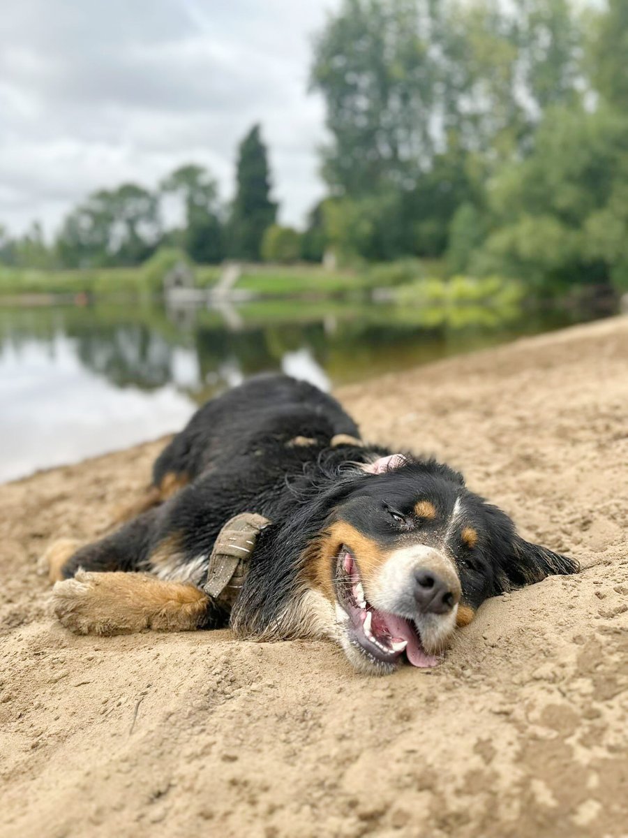 DT_Leeds's tweet image. After being illegally smuggled into the country as a #puppy in awful conditions, Dora found her #HappyPlace thanks to our team looking after her and matching her with the PAWfect adopters!

#RescueDog #AdoptDontShop #GoodNews #Leeds #FeelGood #Adopted @DogsTrust