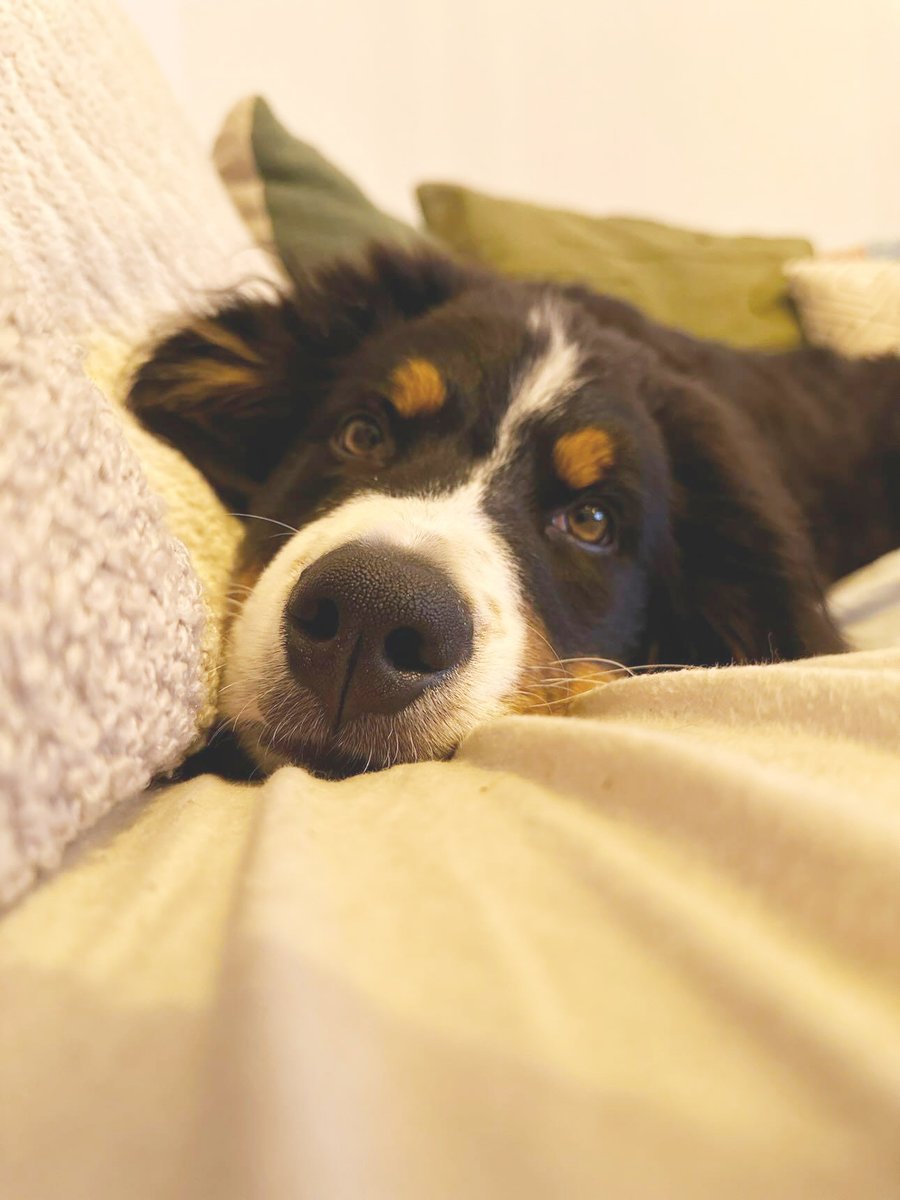 DT_Leeds's tweet image. After being illegally smuggled into the country as a #puppy in awful conditions, Dora found her #HappyPlace thanks to our team looking after her and matching her with the PAWfect adopters!

#RescueDog #AdoptDontShop #GoodNews #Leeds #FeelGood #Adopted @DogsTrust