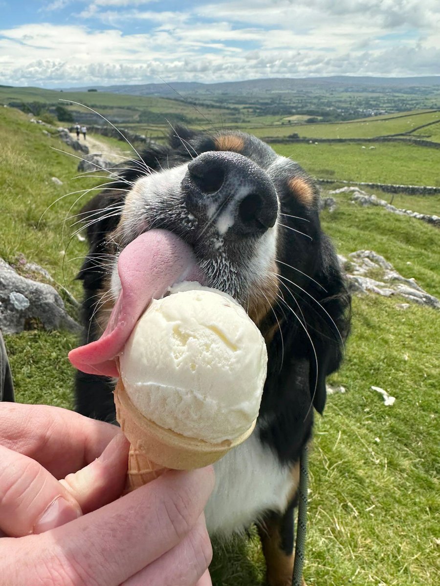 DT_Leeds's tweet image. After being illegally smuggled into the country as a #puppy in awful conditions, Dora found her #HappyPlace thanks to our team looking after her and matching her with the PAWfect adopters!

#RescueDog #AdoptDontShop #GoodNews #Leeds #FeelGood #Adopted @DogsTrust