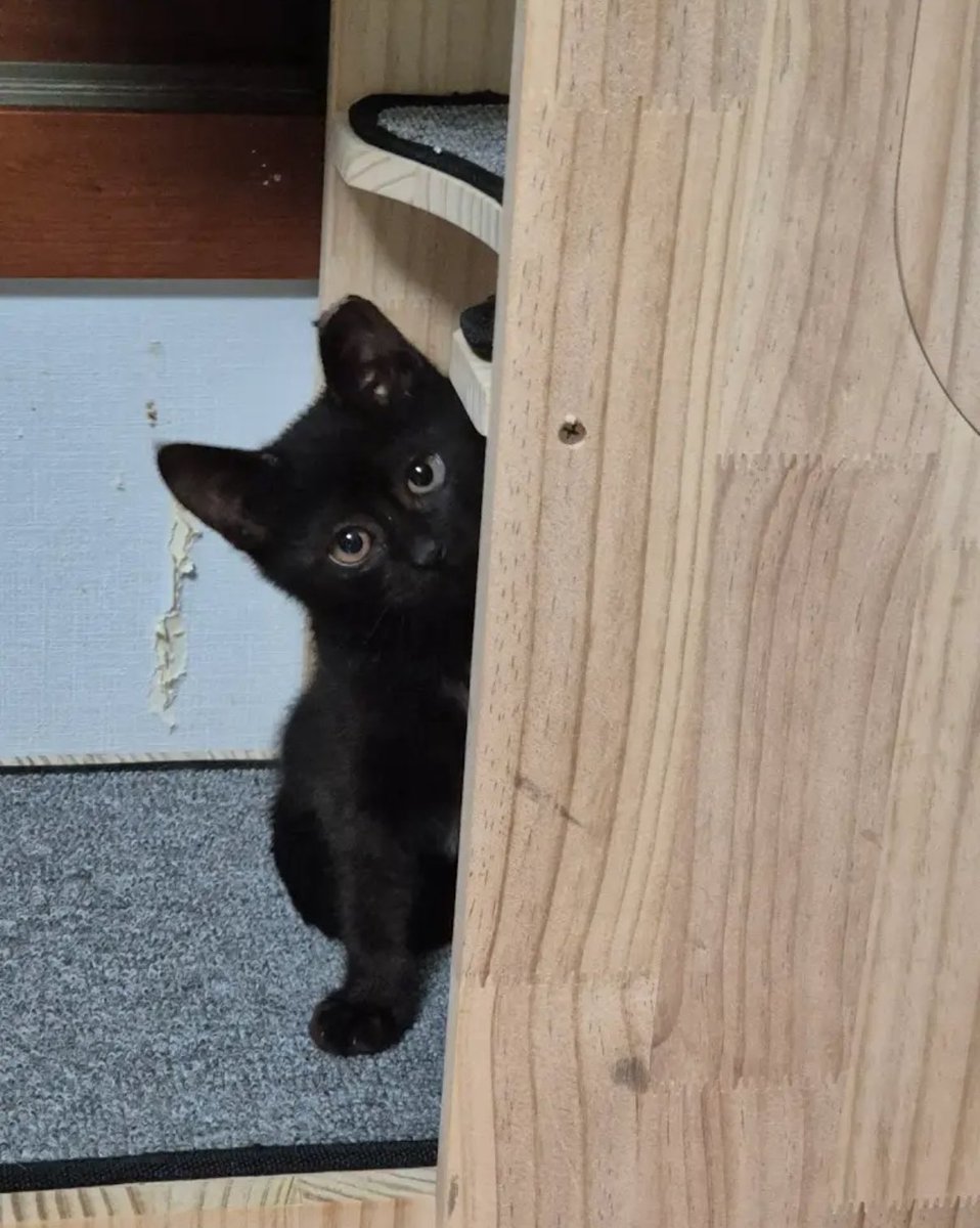 혹시 올블랙아기냥 입양하실 분 계실까요? 아는 집사님이 구조하셨는데 구조묘들이 거의 입양을 못 가고 있어서 장사하시는 가게 월세도 4달 째 못 내고 계시답니다 저도 크게 해드릴 수 있는 건 없고 얘는 그나마 인기 많은 올블랙이라 입양 갈 수 있을까 싶어 올려봐요ㅜㅜ 공유 부탁드립니다🥺🙏