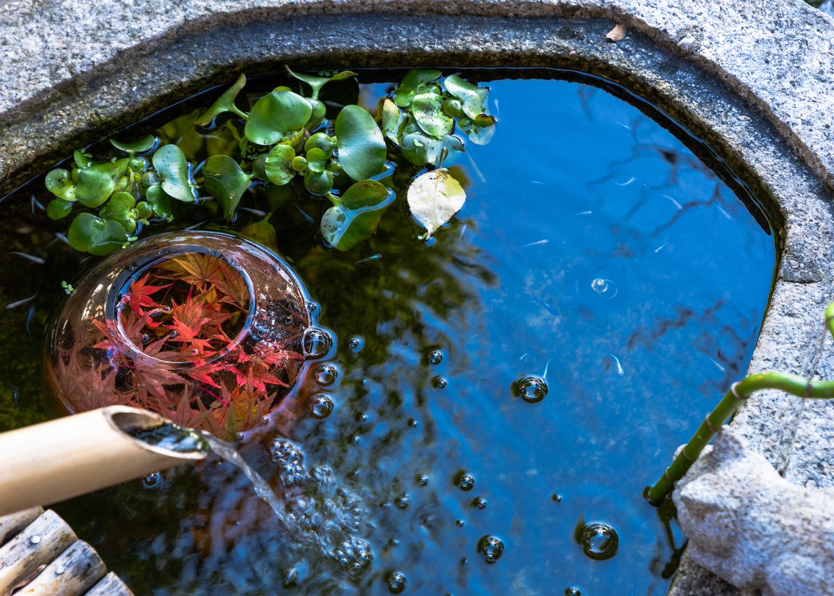 京都 霊源院
#写真好きな人と繫がりたい 
#写真撮ってる人と繫がりたい 
#京都好きな人と繋がりたい 
#京都 #京都の風景 
#京都の四季 #京都の秋
#京都よきかな
#京都の紅葉