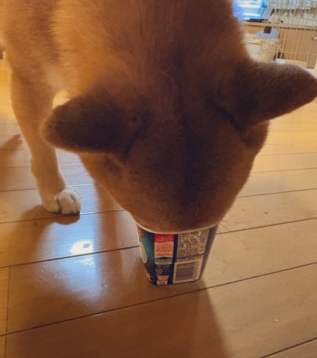 芋うか (@nknk6164) / Posts / X