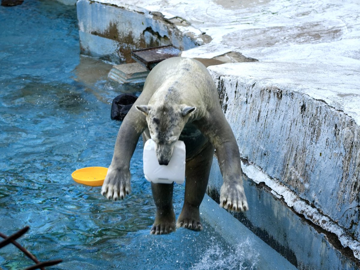 【命】跳びの後半、脚は真っ直ぐ

2025.12.13.📷

#ホウちゃん 
#ホッキョクグマ 
#天王寺動物園 
#まいにちホウちゃん