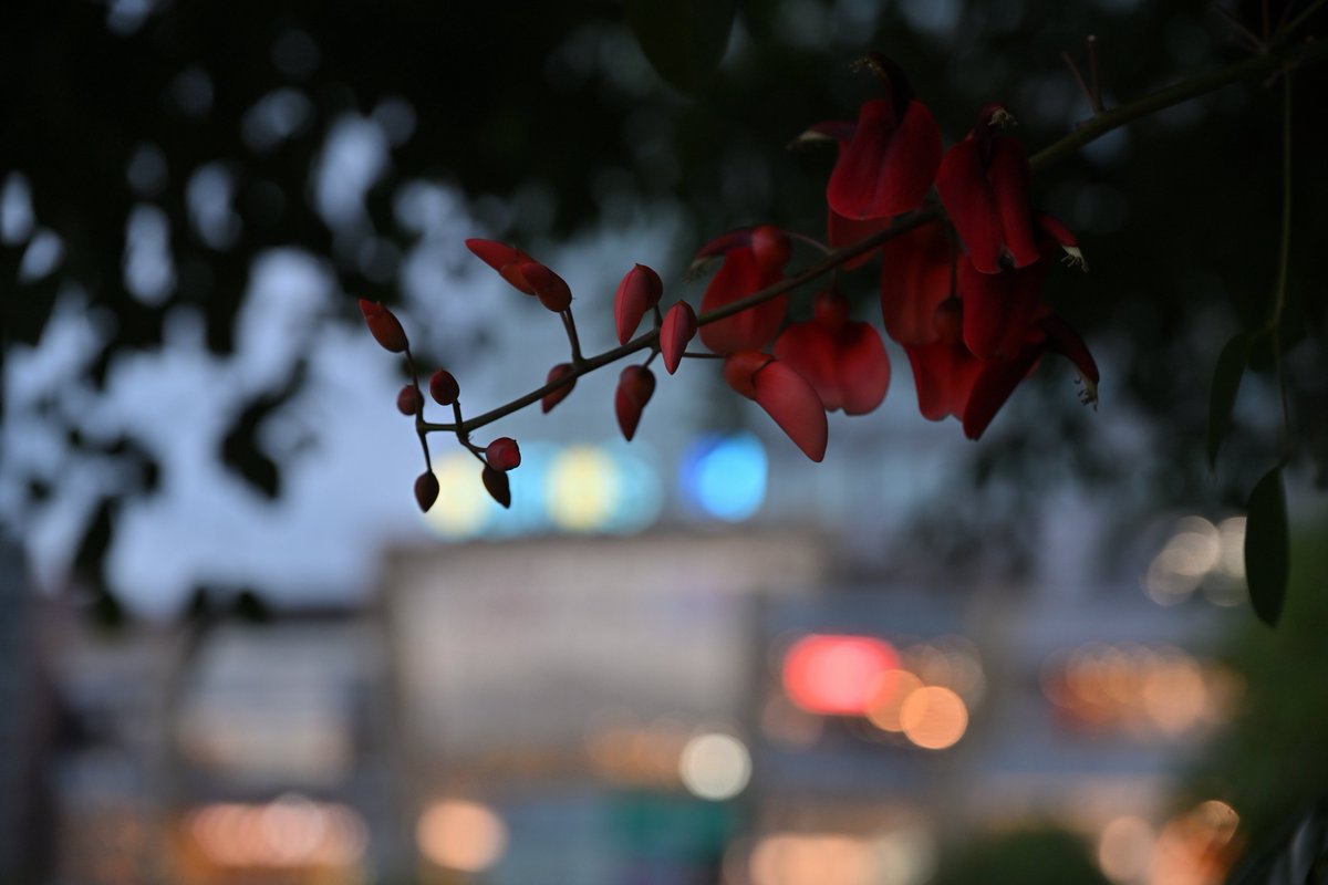 Kohi5180's tweet photo. 夜スナ!259 錦糸公園
インスタは→ kohi5180
#夜スナ #街スナップ #夜景 #墨田区 #東京 #東京カメラ部 #snapshot #streetsnap #nightshot #rodeside #nighiview #tokyonightview #tokyo #japan #ig_japan #jp_gallery #discovertokyo #light_nikon #nikoncreators #tokyotokyo #tokyocameraclub https://t.co/l851qP5MSS
