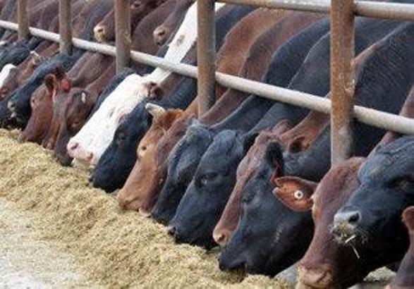 #SONDAKİKA
Macaristan Geleneksel hayvancılığı koruma politikasını devreye soktu

Yapay Ete Hayır Dedi!