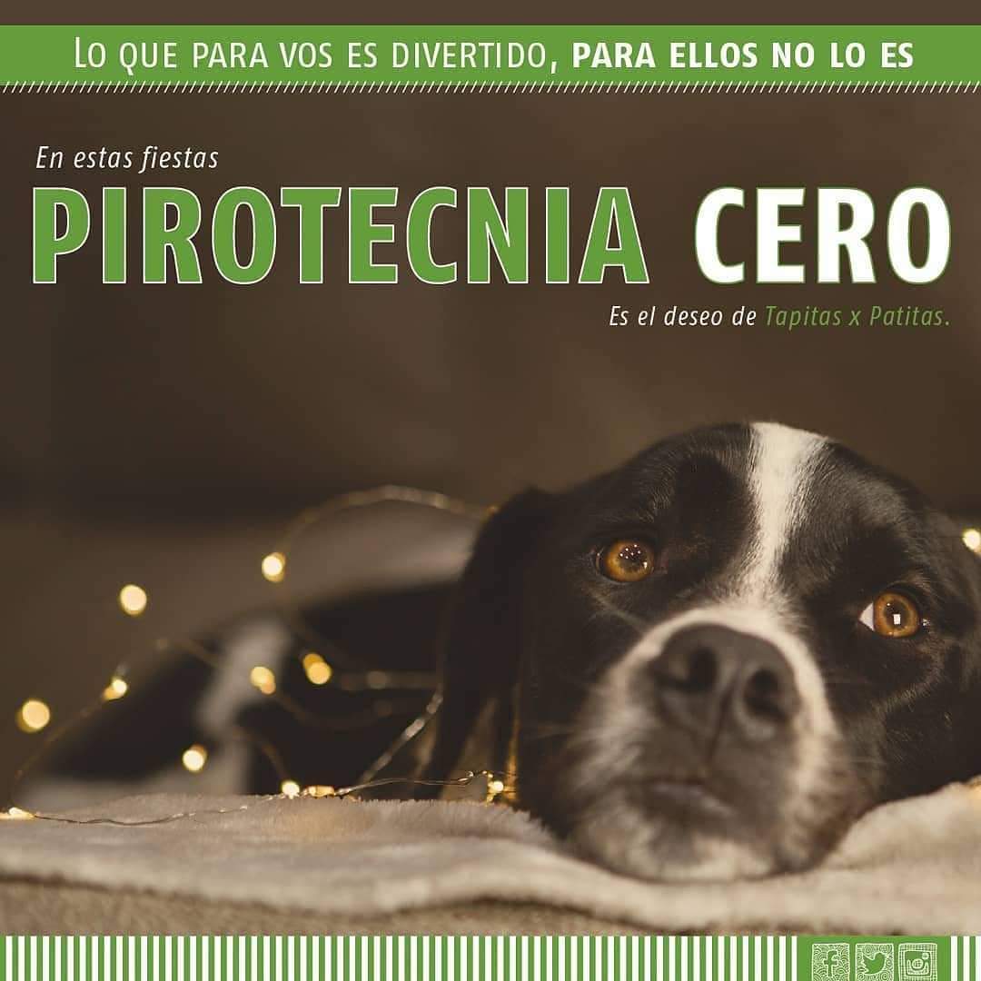 tapitasxpatitas's tweet photo. ¡Pirotecnia Cero! 🚫 Queremos recordar que la pirotecnia no solo es perjudicial para los animales, sino también para el medio ambiente y la salud de las personas. ¡Elegí opciones más seguras y sostenibles para celebrar! 🎉🐾
DECILE "NO A LA PIROTECNIA " 👈

 #pirotecniacero #txp https://t.co/RePnyfLNw8