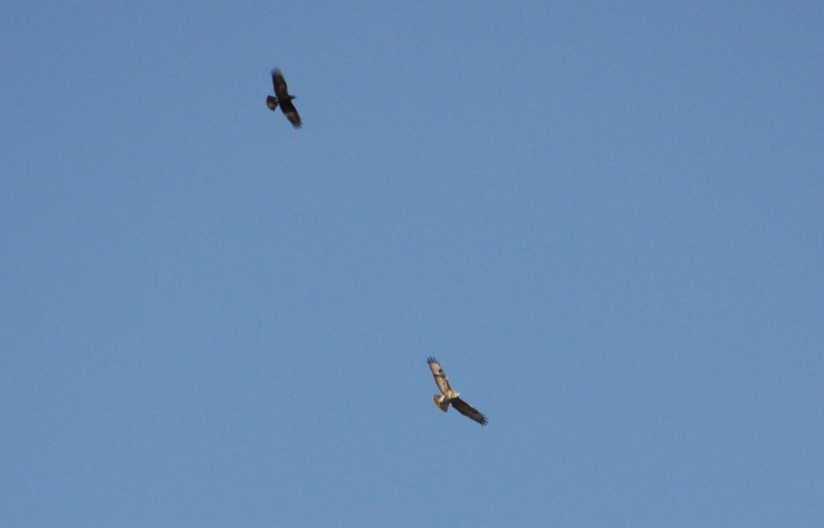 Nesquik1962's tweet photo. @BoosGarden43 2 different occasions #Crow, #BlackheadedGull v #CommonBuzzard.
3 #Crows v #CommonBuzzard
They move quite quickly so I don't get shots until they are far away. https://t.co/3UX5LGaqjW