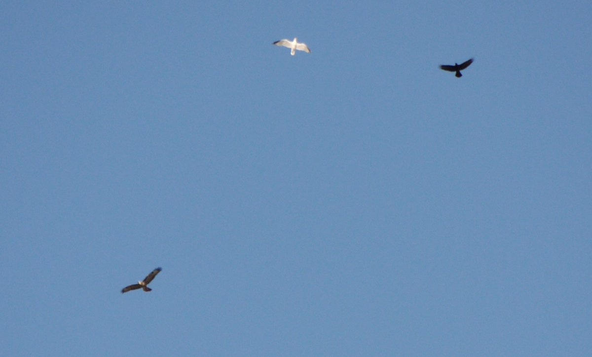 Nesquik1962's tweet photo. @BoosGarden43 2 different occasions #Crow, #BlackheadedGull v #CommonBuzzard.
3 #Crows v #CommonBuzzard
They move quite quickly so I don't get shots until they are far away. https://t.co/3UX5LGaqjW