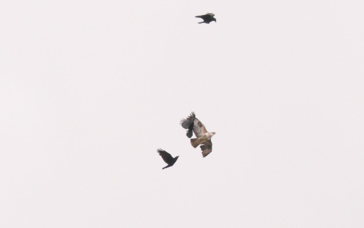 Nesquik1962's tweet photo. @BoosGarden43 2 different occasions #Crow, #BlackheadedGull v #CommonBuzzard.
3 #Crows v #CommonBuzzard
They move quite quickly so I don't get shots until they are far away. https://t.co/3UX5LGaqjW