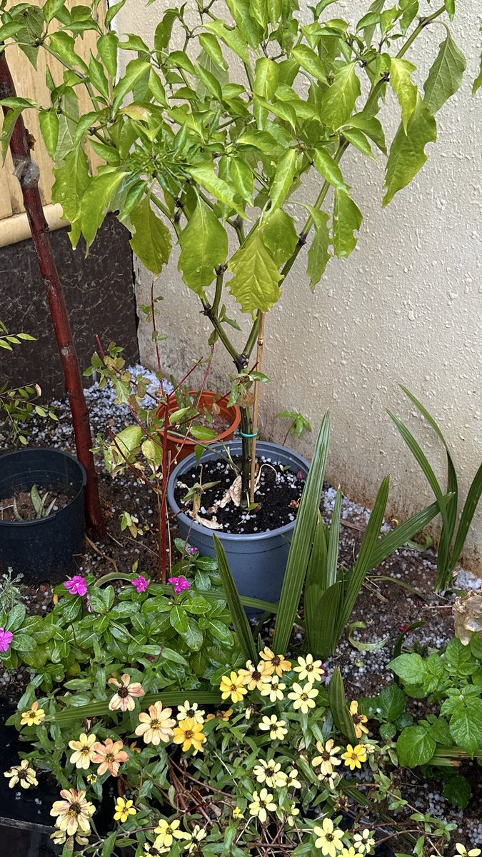 حايل صايره موسكو  ❄️💗