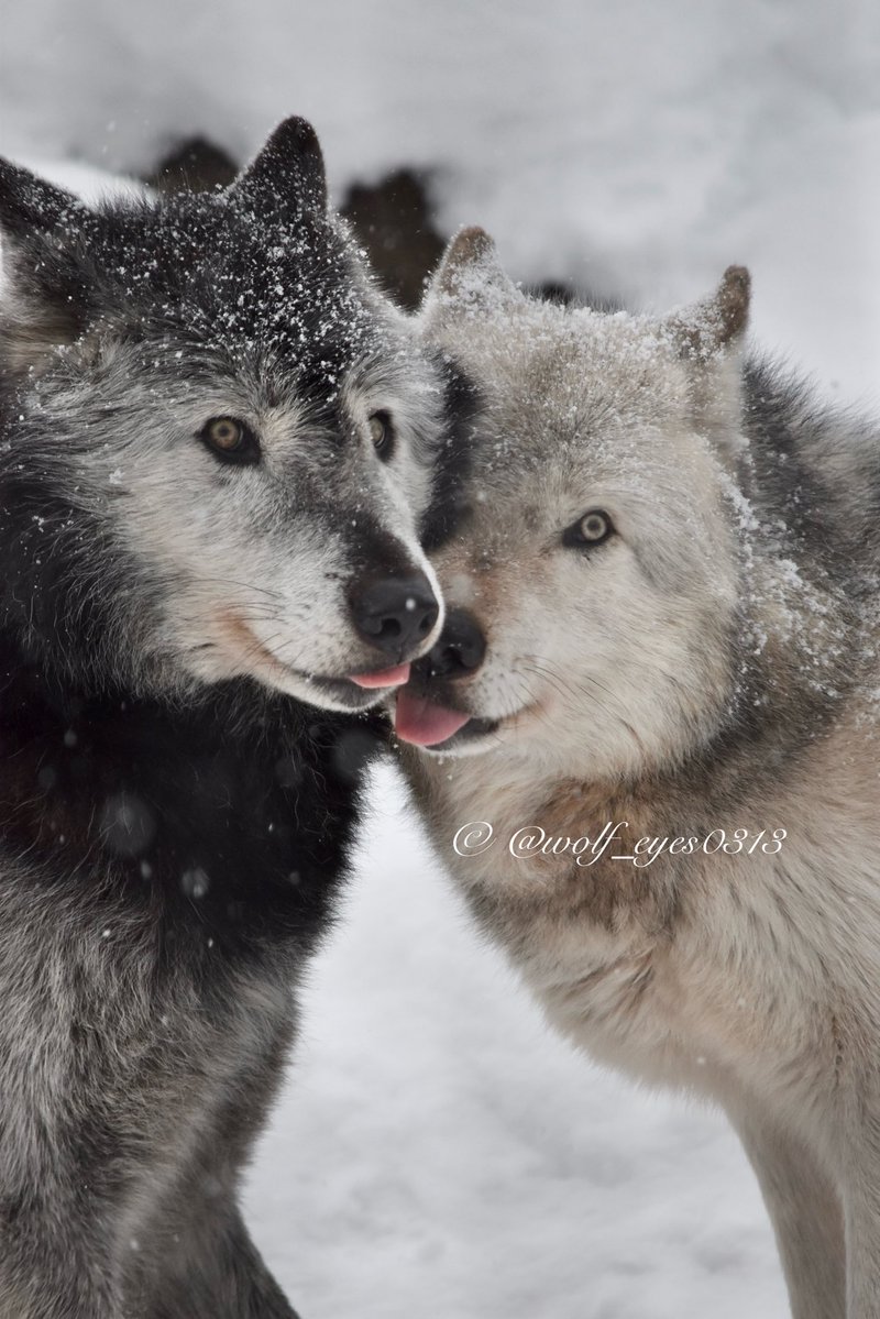 しらゆきページ ୨୧ ⏔⏔⏔⏔⏔⏔⏔♡⏔⏔⏔⏔⏔⏔⏔ ୨୧ 仲良し姉弟狼 こりゃたまら