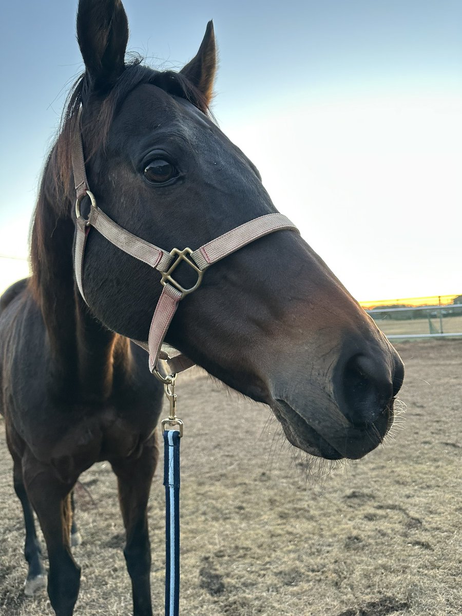 牛タンちゃん (@onakaippai_damo) / Posts / X