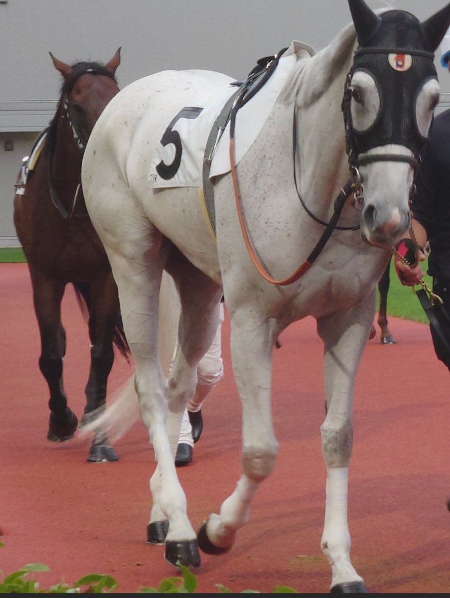 HandsetContrail's tweet photo. マッシロ号、長い現役生活お疲れ様でした
川崎競馬場に応援に行ったレースで１着だったあの時の興奮は今でも昨日のことのように覚えています
今後はうまんまパーク様にいるということなので、おやつをあげに行きたいと思います https://t.co/G18zIVQQ7U