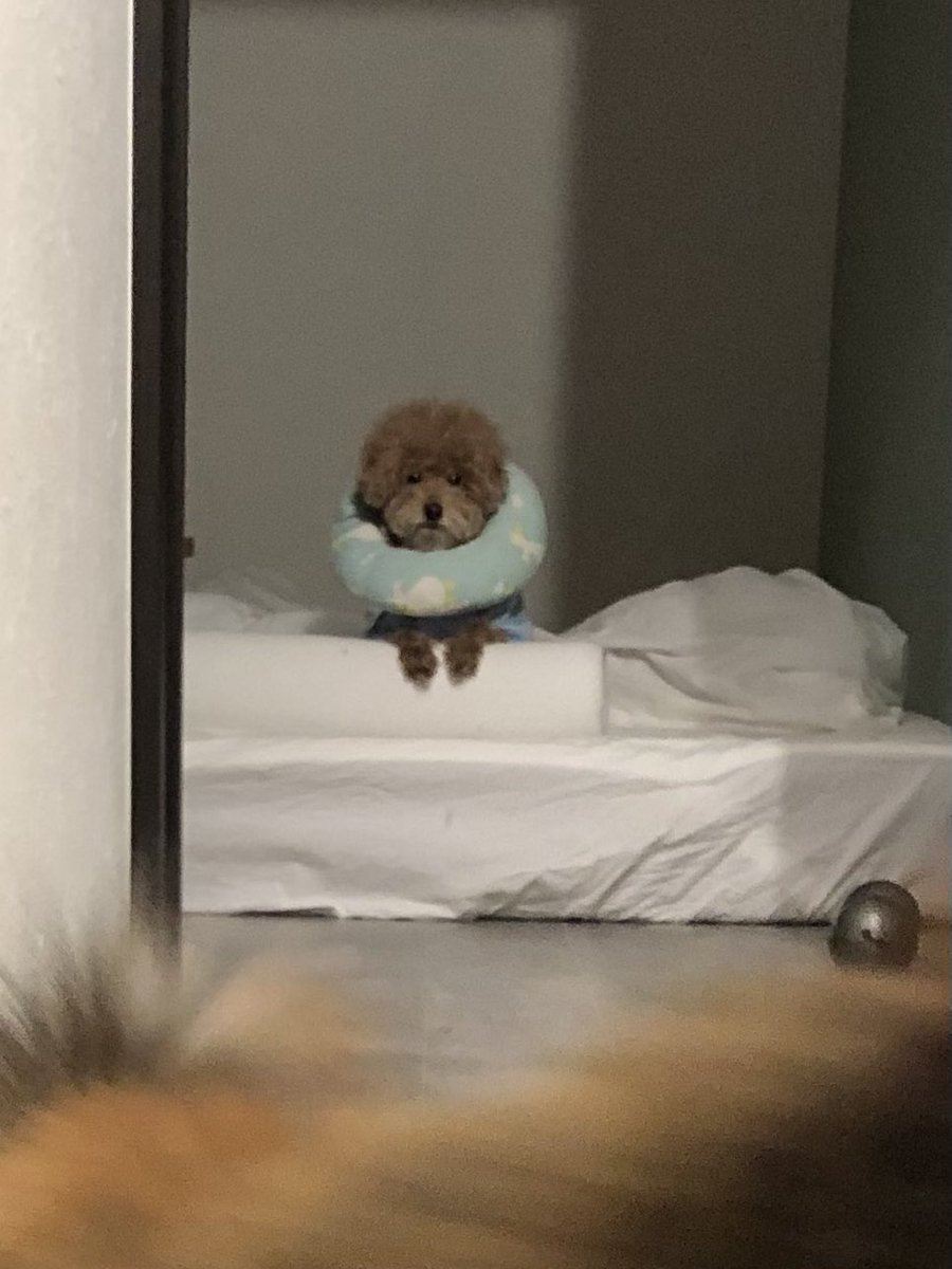 18時、寝る準備万端だった犬