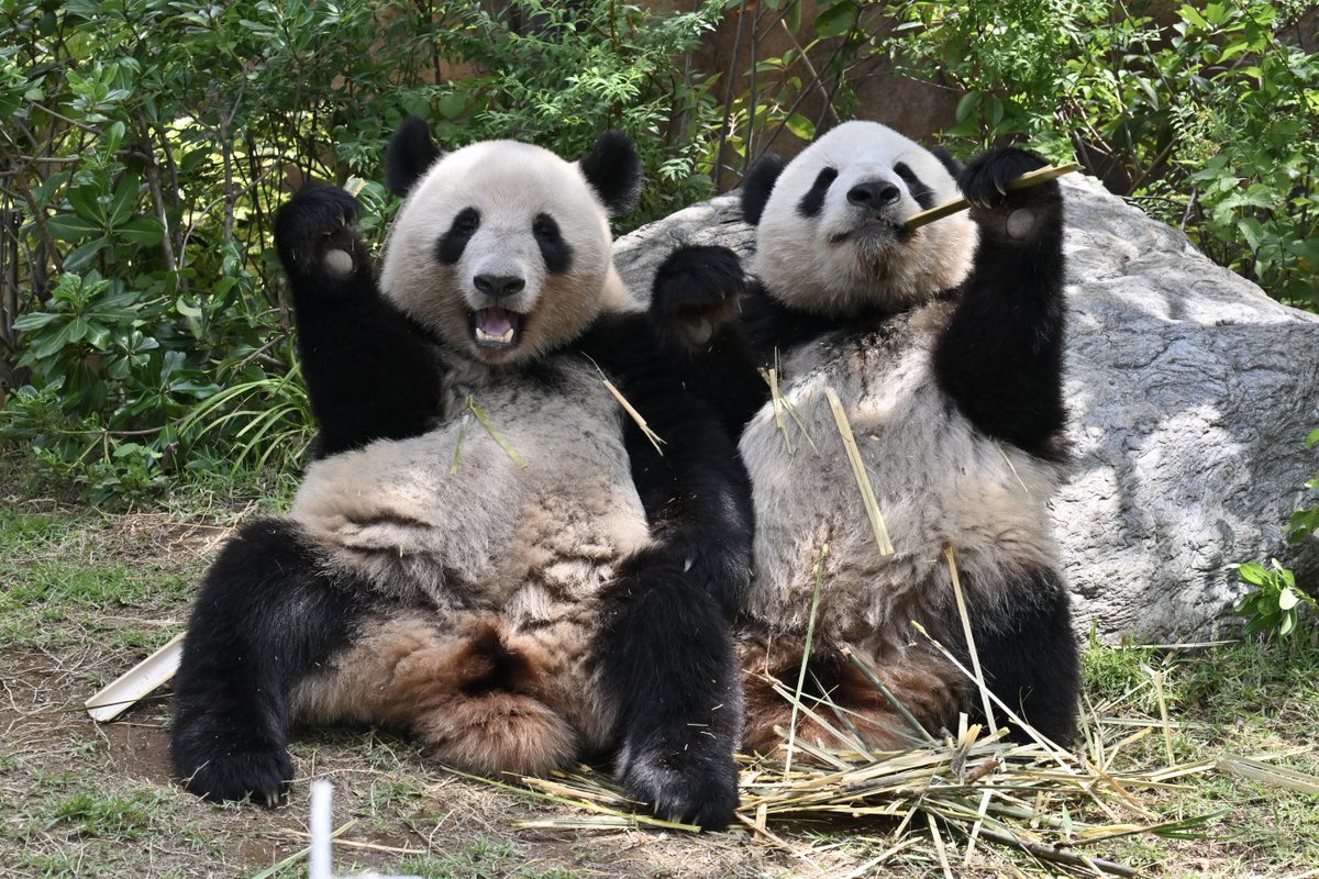 なおぱんだ tweet media