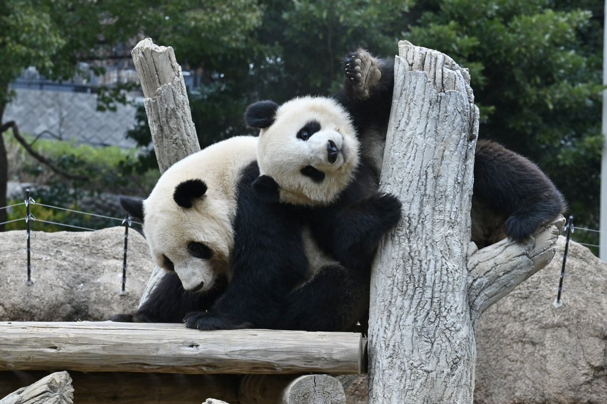 なおぱんだ tweet media