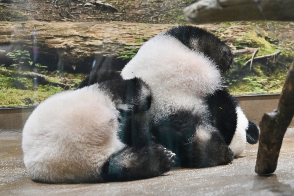 なおぱんだ tweet media