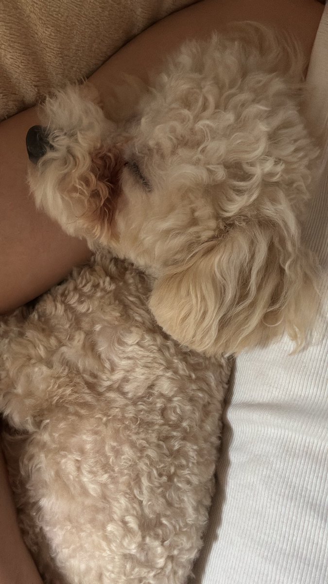 ْ (@miikutooo) on Twitter photo 