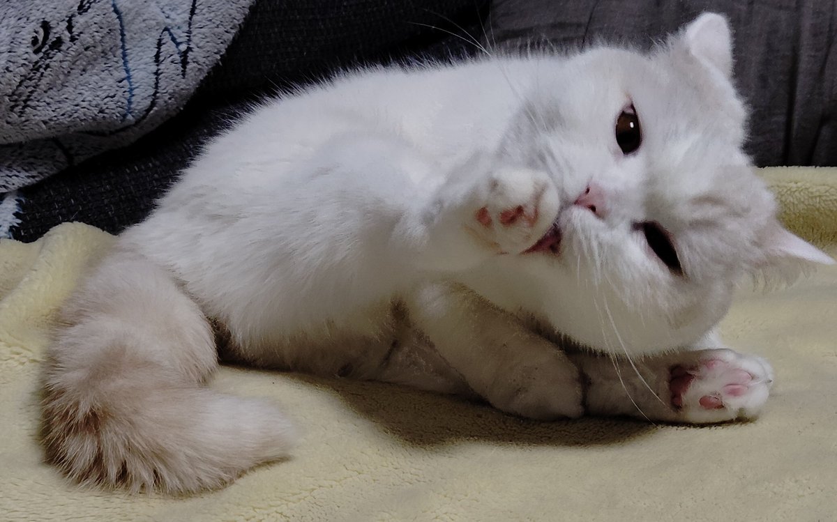 ⭐︎ふくちゃん⭐︎ 福ちゃん (@fukuchanwhite) / Posts / X