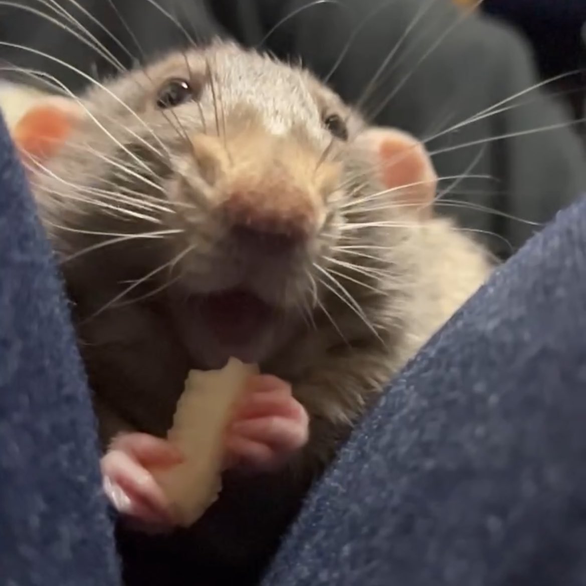 村上ラット🐀🐁 tweet media
