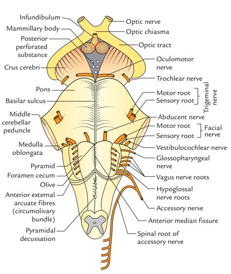 questmoosa's tweet photo. Massaging the back of your neck (nape) stimulates your vagus nerve nicely -> activating the parasympathetic nervous system instantly -> your mood improves rapidly

The best way to do this -> use the back of your 2 hands to rub up and down the back of your neck for 3-5 seconds (with force) - until the point GB-20

You are now confident and calm